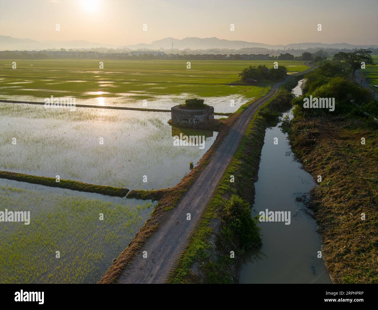 Paddy field during sunrise at Kedah state of Malaysia Stock Photo - Alamy