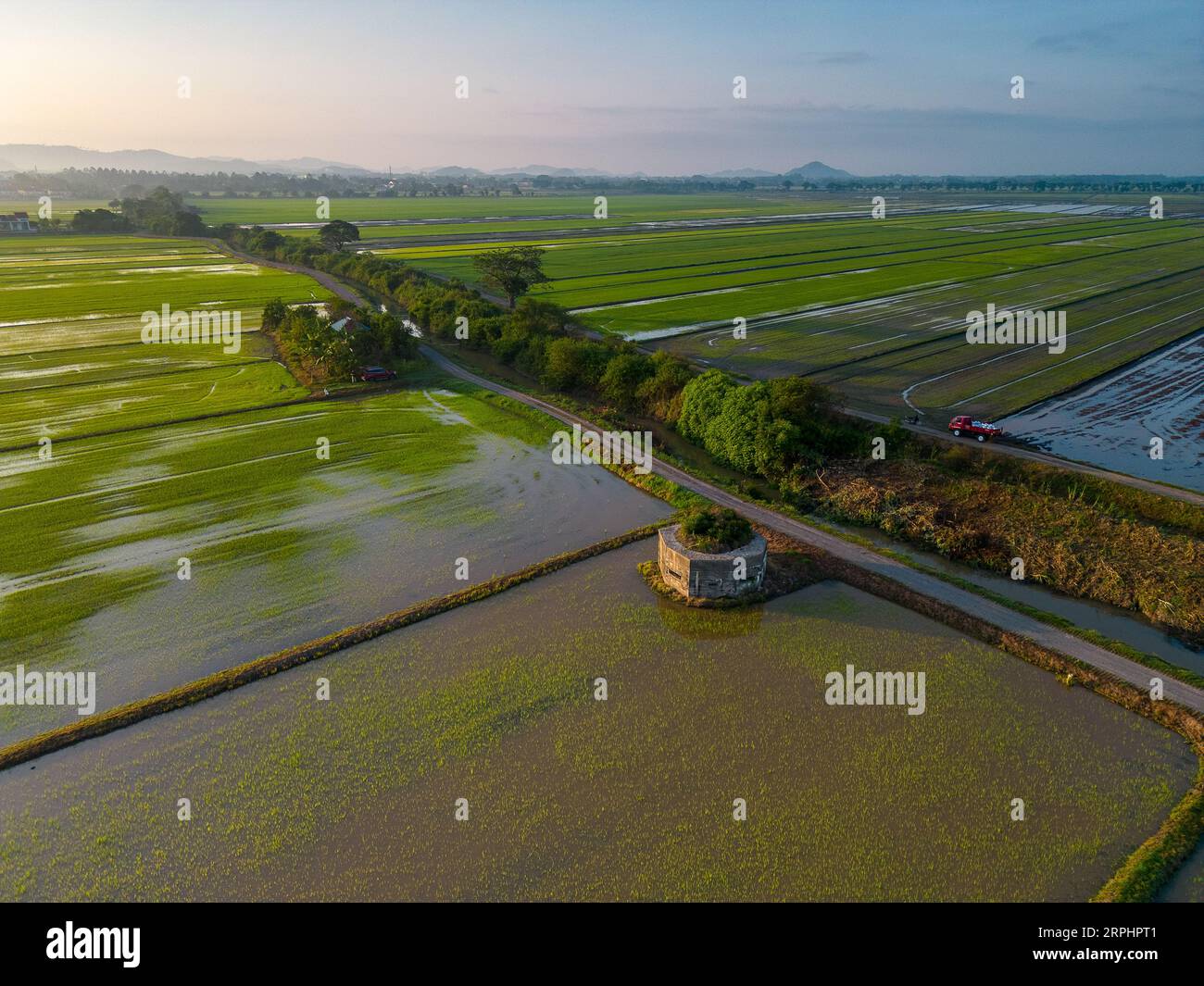 Paddy field during sunrise at Kedah state of Malaysia Stock Photo - Alamy