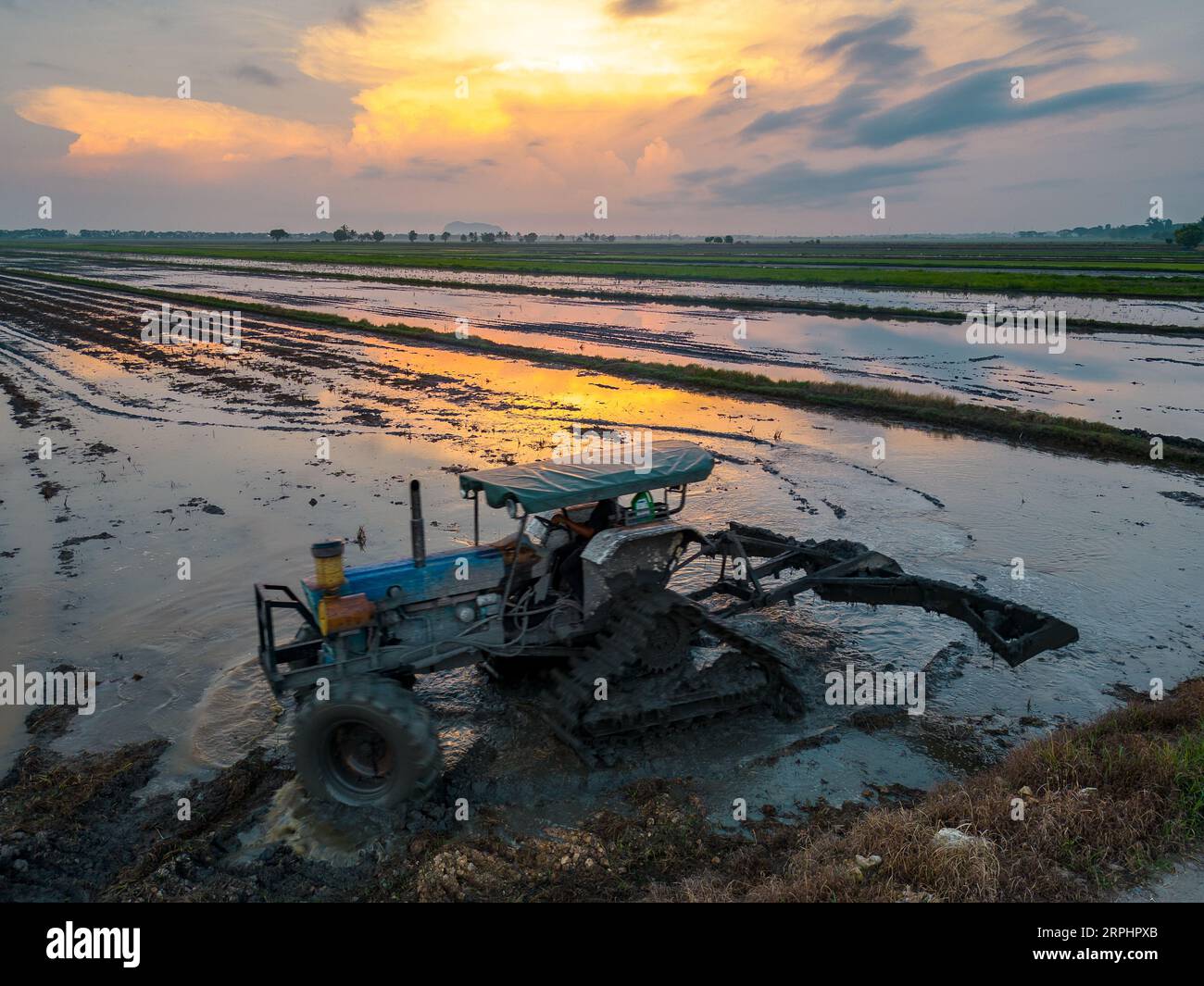 Paddy field during sunrise at Kedah state of Malaysia Stock Photo - Alamy