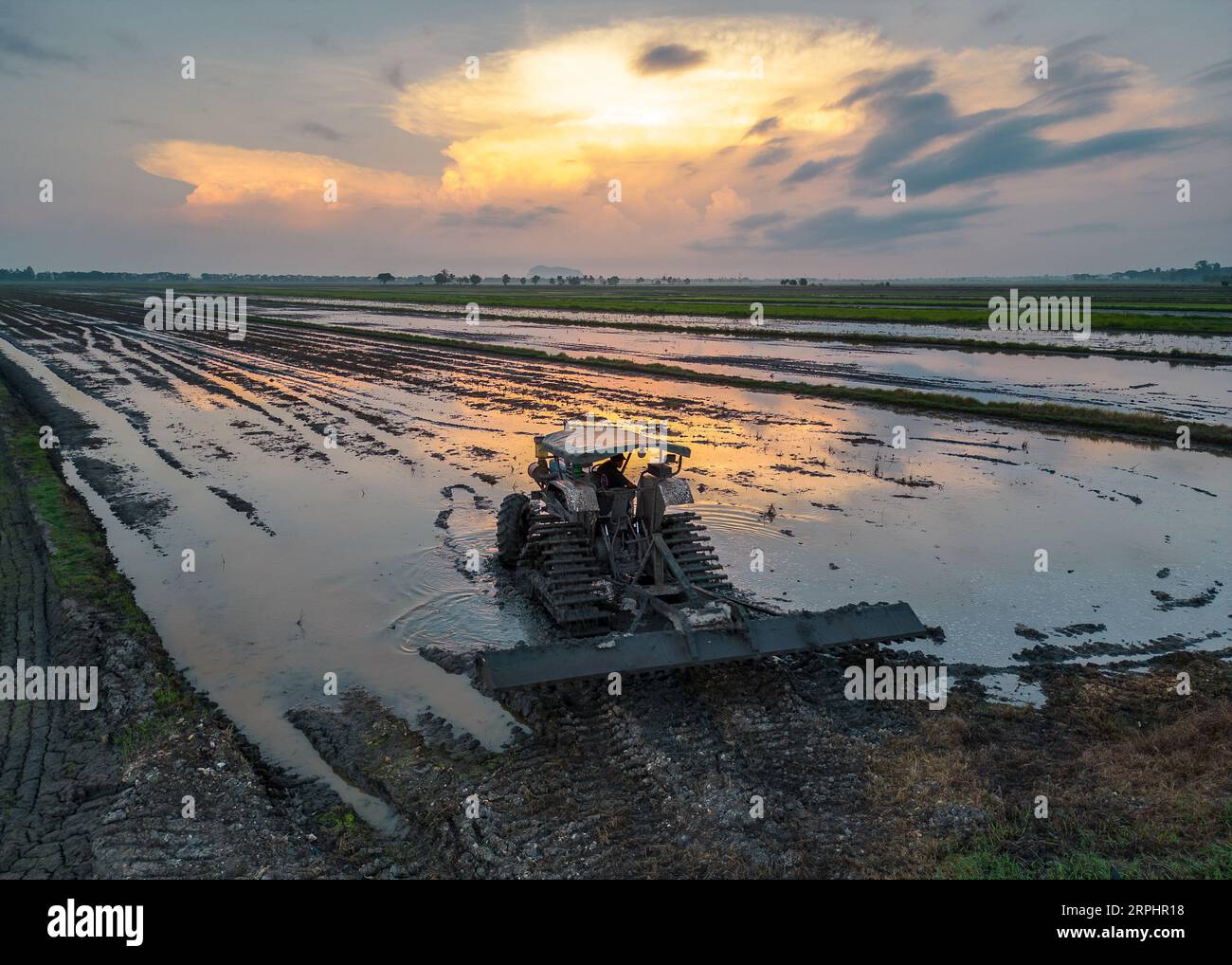Paddy field during sunrise at Kedah state of Malaysia Stock Photo - Alamy