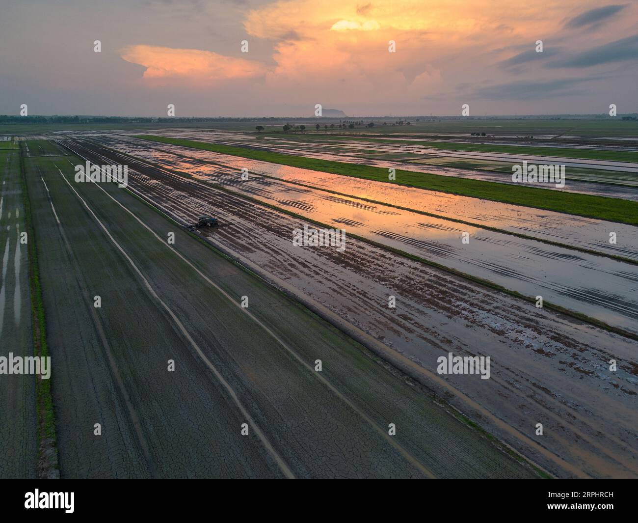 Paddy field during sunrise at Kedah state of Malaysia Stock Photo - Alamy