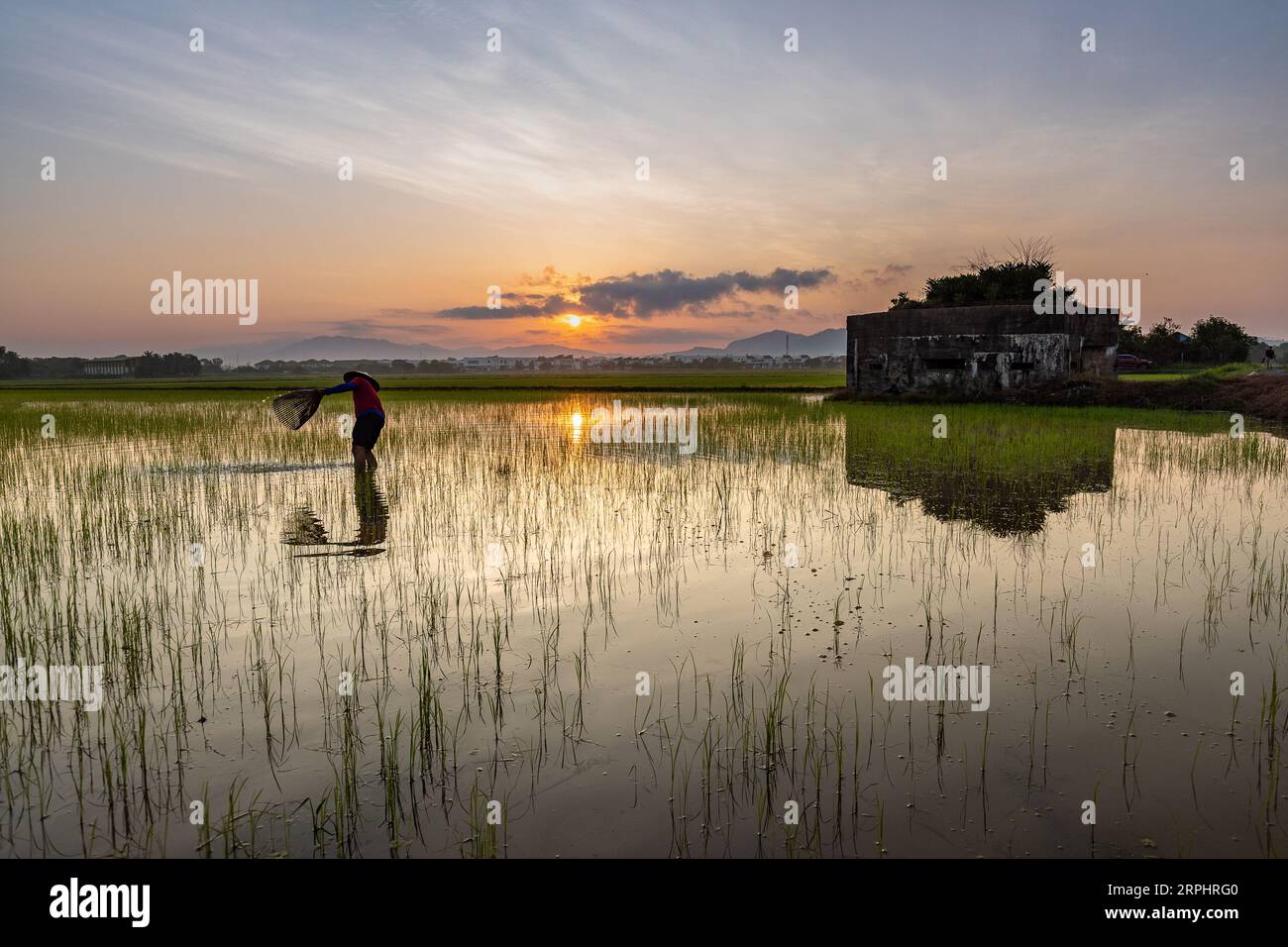 Paddy field during sunrise at Kedah state of Malaysia Stock Photo - Alamy