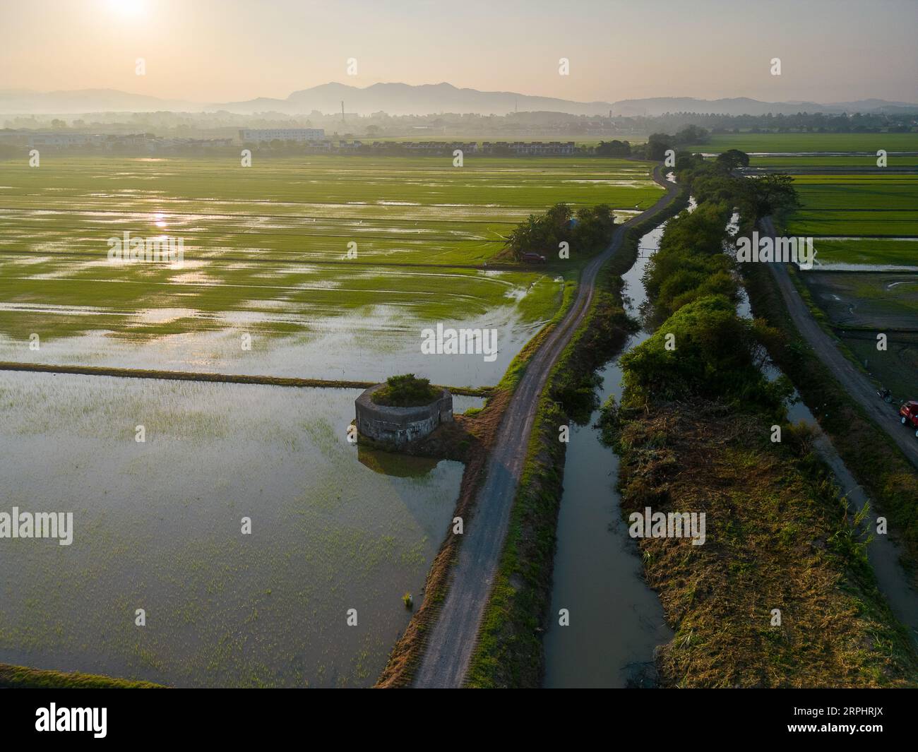 Paddy field during sunrise at Kedah state of Malaysia Stock Photo - Alamy