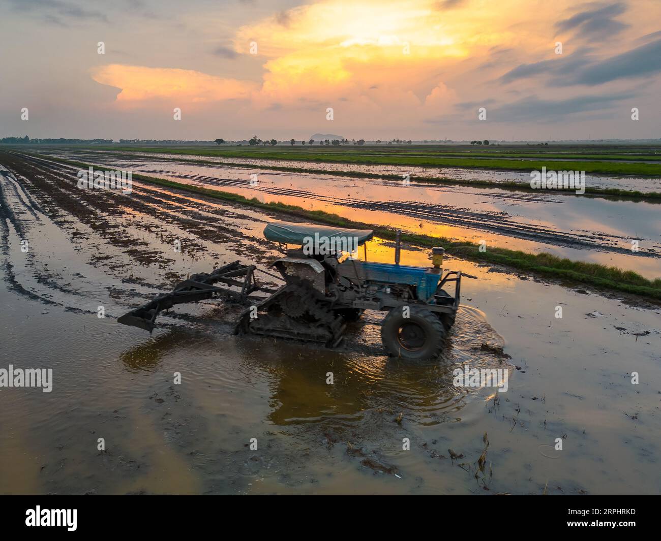 Paddy field during sunrise at Kedah state of Malaysia Stock Photo - Alamy