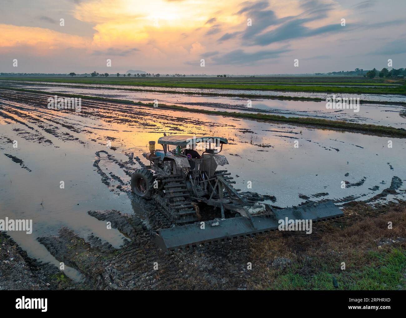 Paddy field during sunrise at Kedah state of Malaysia Stock Photo - Alamy