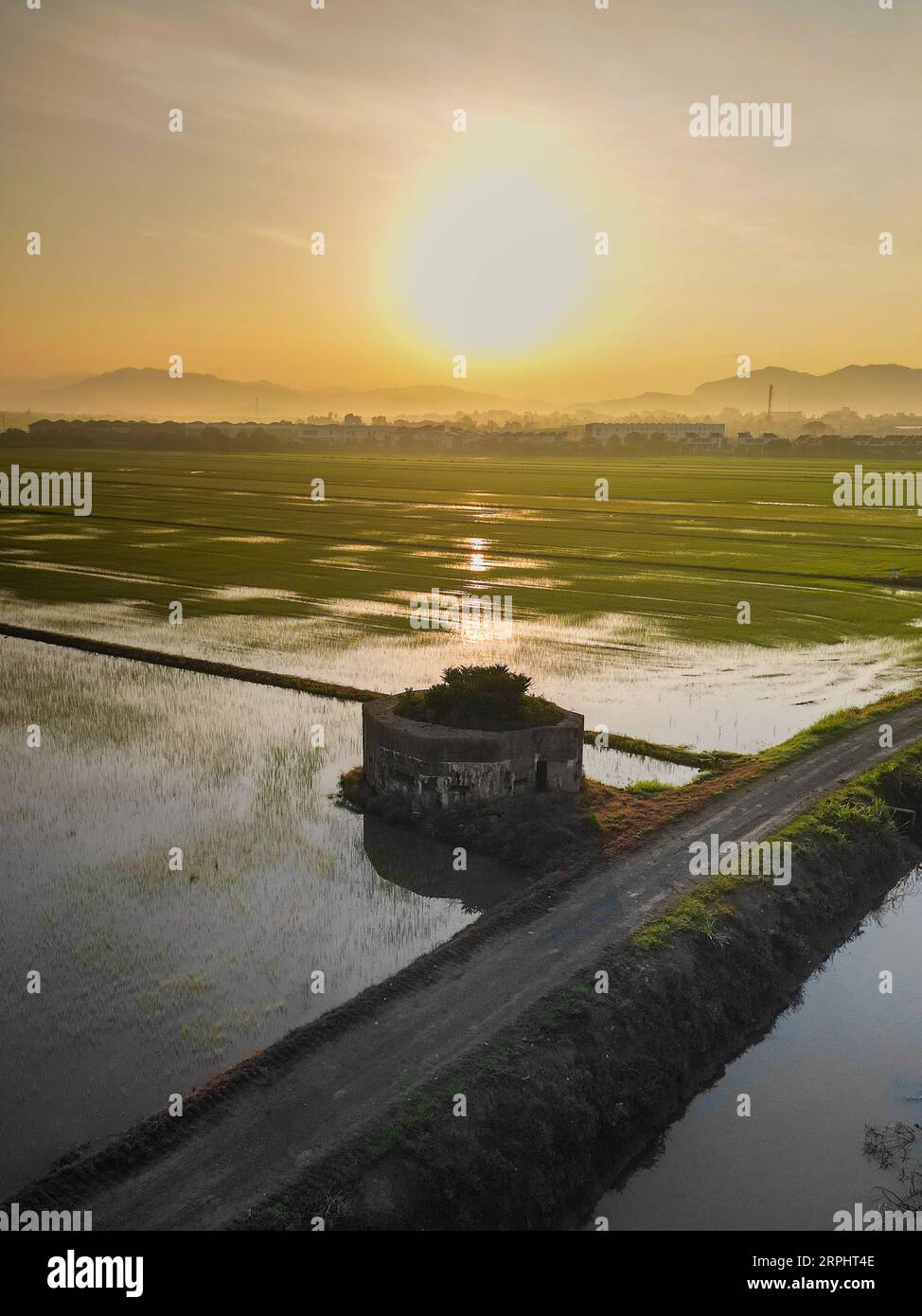 Paddy field during sunrise at Kedah state of Malaysia Stock Photo - Alamy