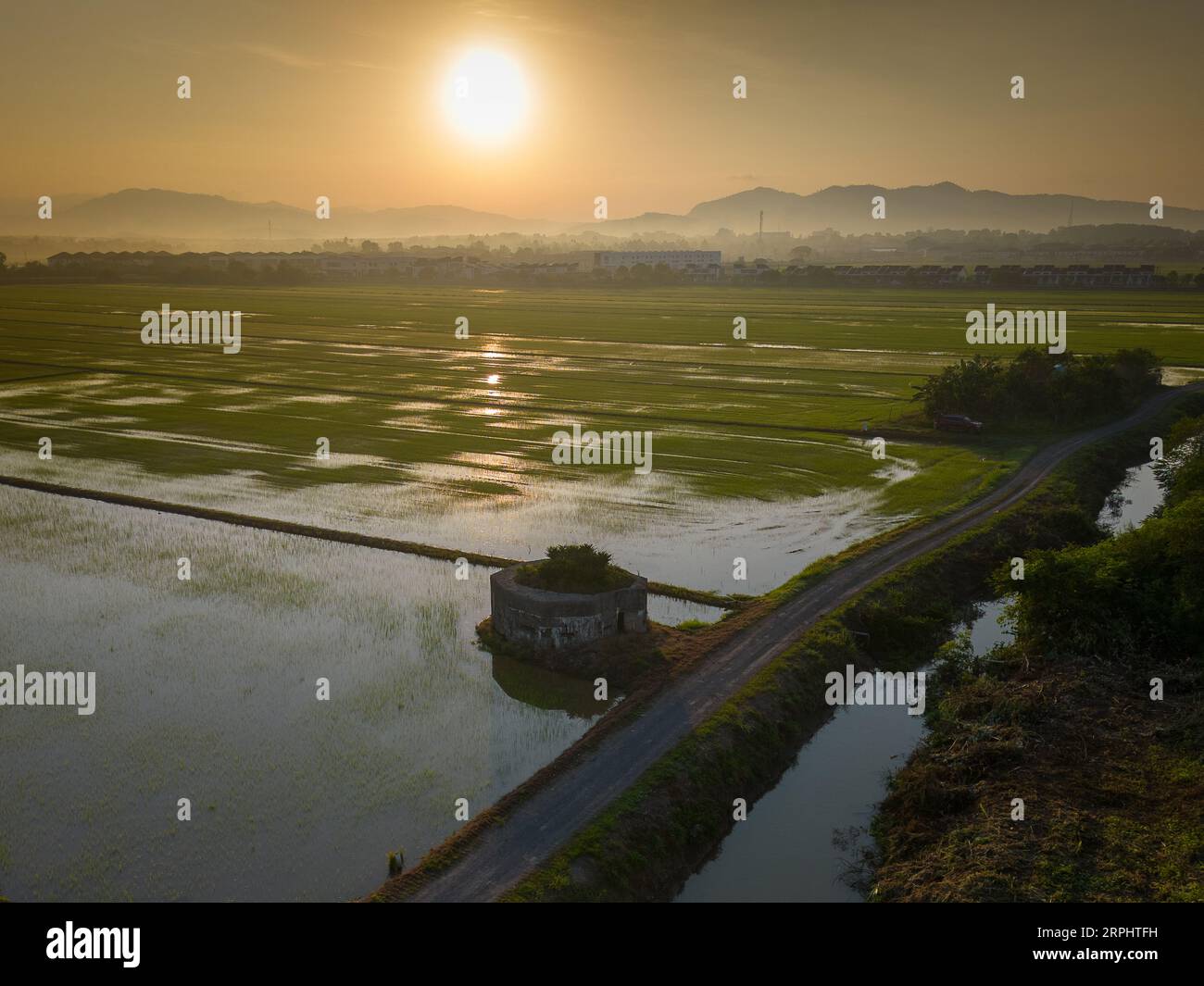 Paddy field during sunrise at Kedah state of Malaysia Stock Photo - Alamy