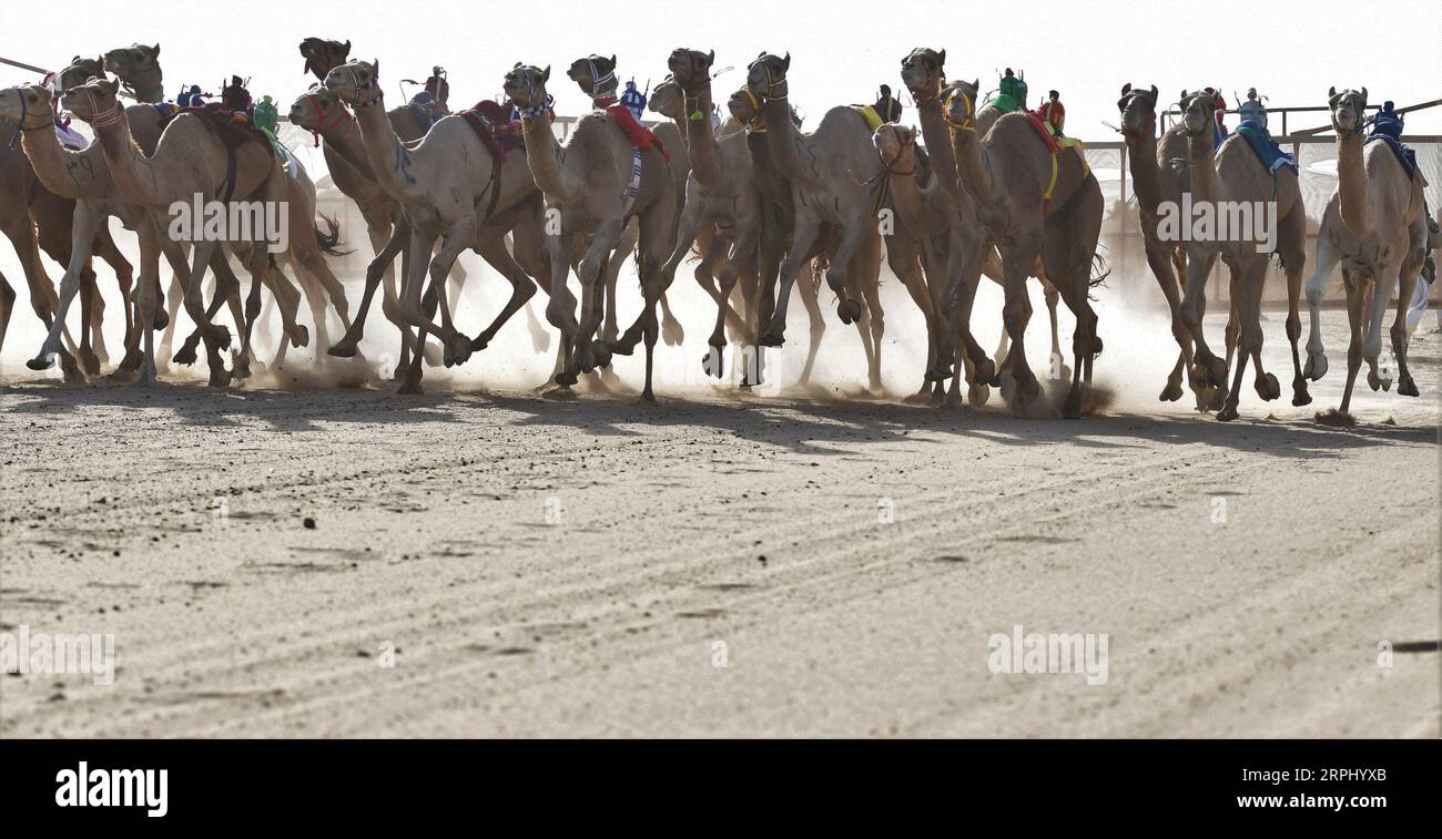 Kuwait camel robot hires stock photography and images Alamy