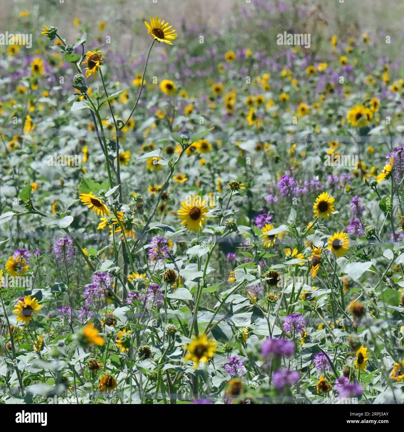 Rocky mountain wildflowers hi-res stock photography and images - Alamy