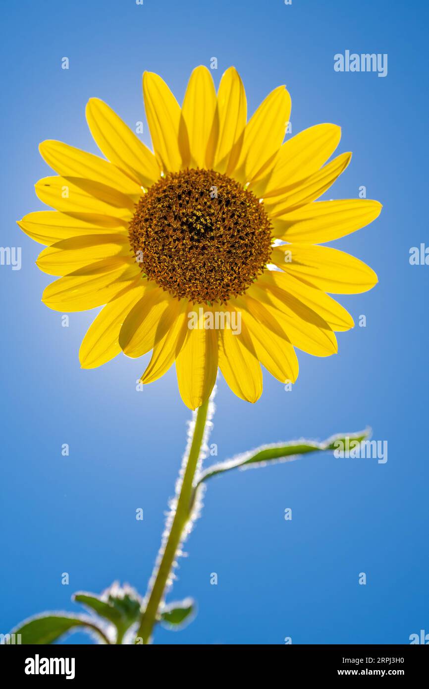 sunflower bloom - yellow Helianthus annuus flower with blue sky in Colorado in Rocky Mountain Arsenal National Wildlife Refuge Stock Photo