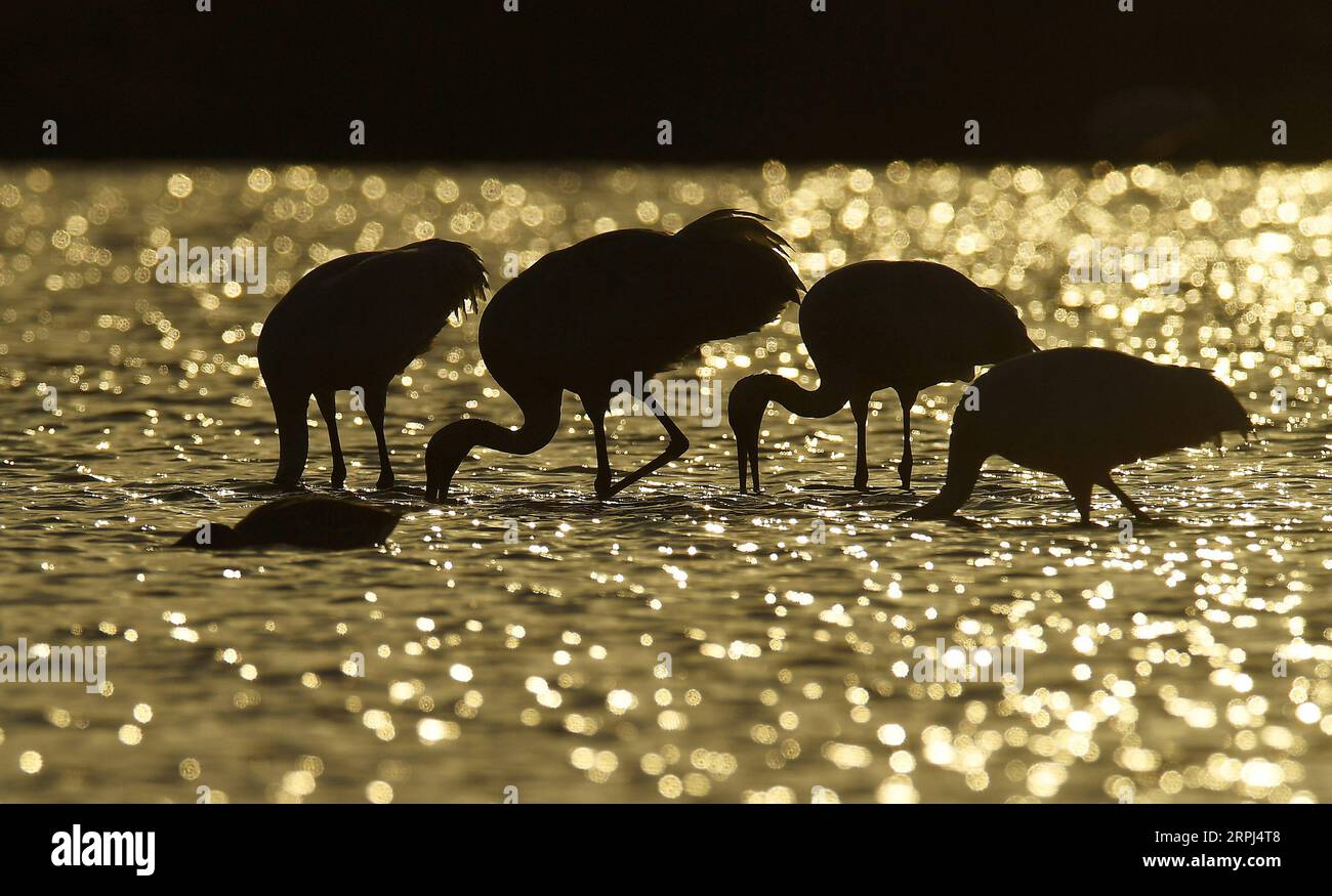 191127 -- NANCHANG, Nov. 27, 2019 -- White cranes forage at the Poyang Lake in east China s Jiangxi Province on Jan. 10, 2018.  Xinhua Headlines: Safeguarding the last migratory route of Siberian cranes WanxXiang PUBLICATIONxNOTxINxCHN Stock Photo