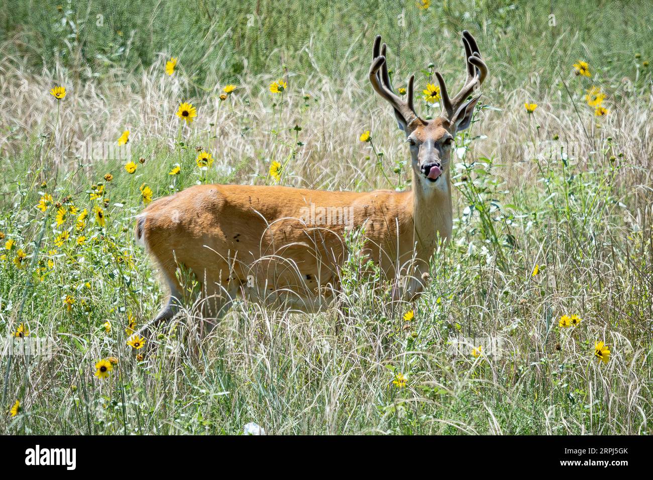 mule deer buck male Odocoileus hemionus grazing / looking Colorado Rocky Mountain Arsenal National Wildlife Refuge reserve America USA United States Stock Photo