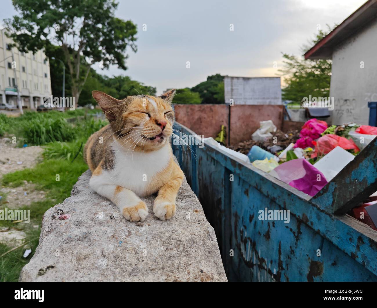 stray cat resting on the concrete slab Stock Photo - Alamy