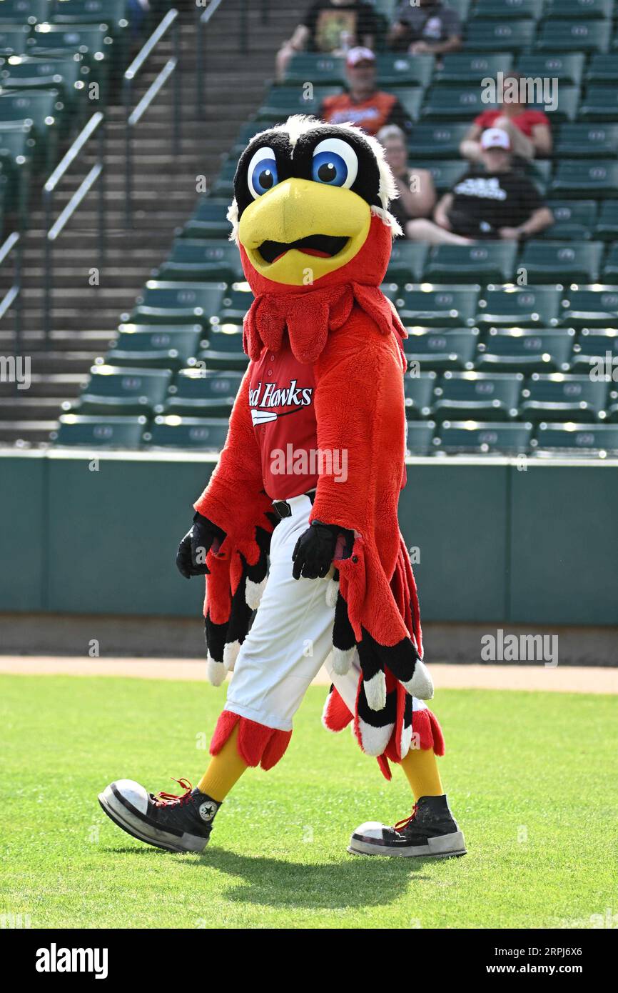 St louis cardinals' mascot hi-res stock photography and images - Alamy