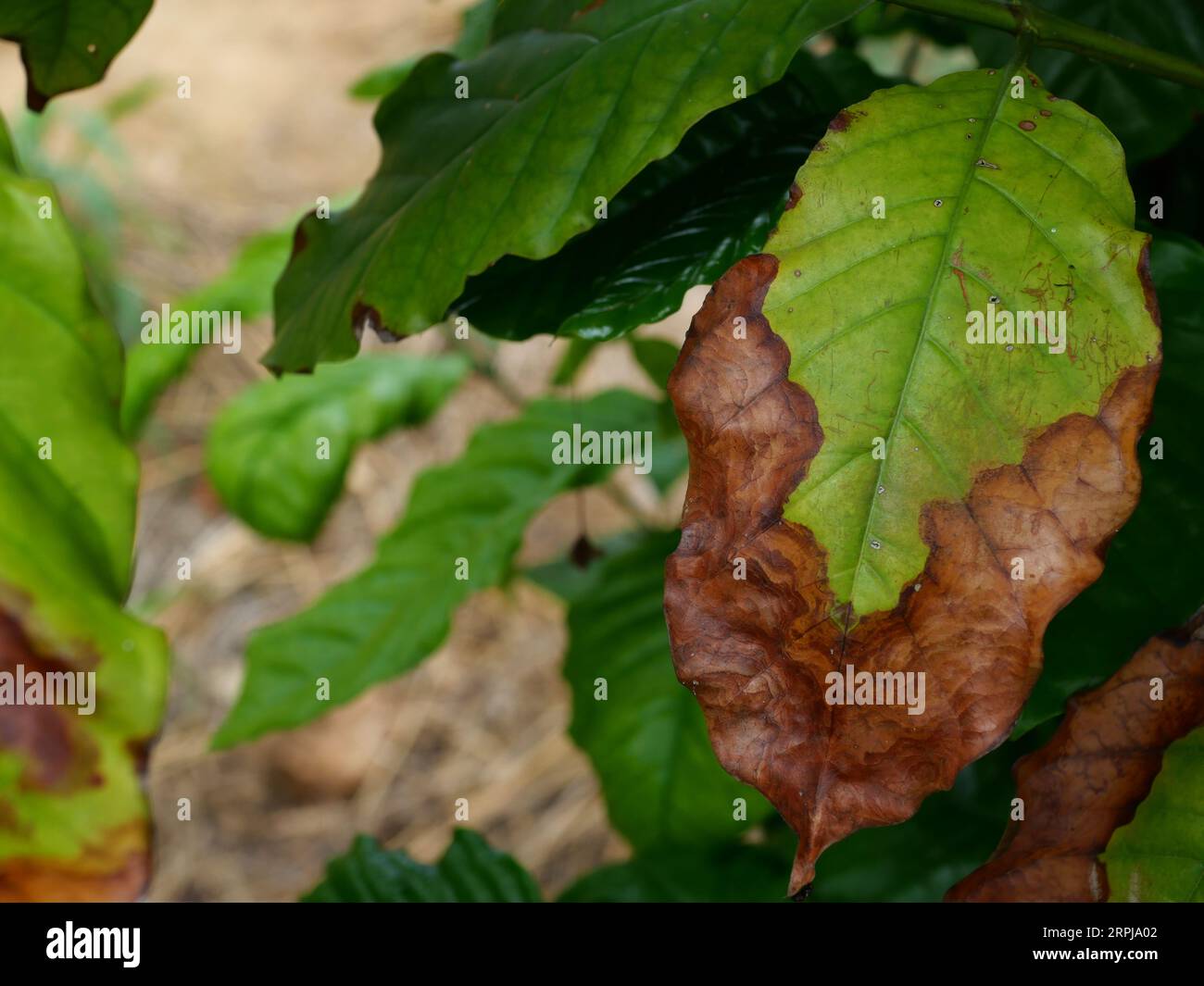 Brown spotted and yellow damage by anthracnose on the green leaf of Robusta coffee plant tree, Plant diseases that damage agriculture Stock Photo