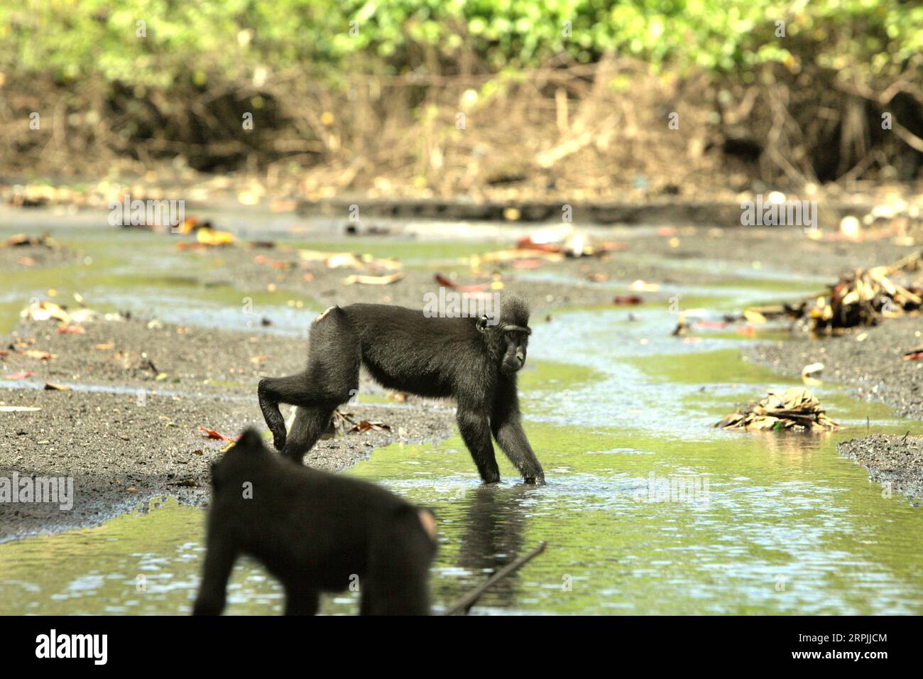 Crested macaques (Macaca nigra) are foraging on a stream close to a beach in Tangkoko forest, North Sulawesi, Indonesia. Climate change may reduce the habitat suitability of primate species, that could force them to move out of safe habitats and face more potential conflicts with human, scientists say. A recent report revealed that the temperature is increasing in Tangkoko forest, and the overall fruit abundance decreased, while at the same time crested macaque belongs to the 10% of primate species that are highly vulnerable to droughts. Stock Photo