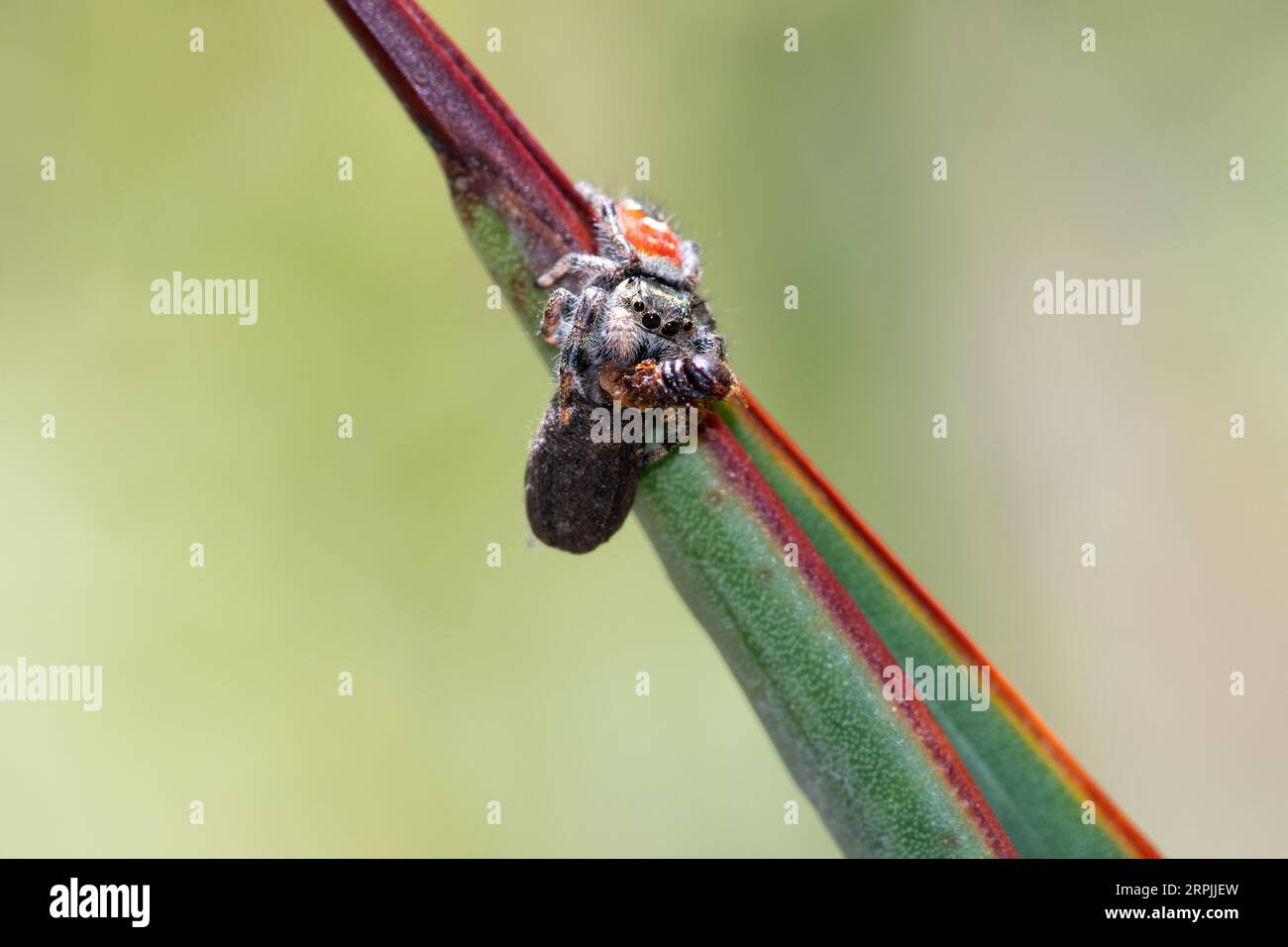 Johnson's Jumping Spider (Phidippus johnsoni) with prey Stock Photo Alamy