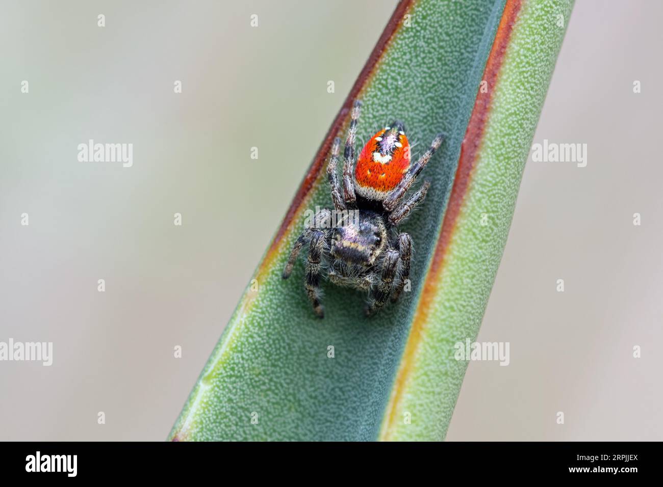 Johnson's Jumping Spider (Phidippus johnsoni Stock Photo Alamy