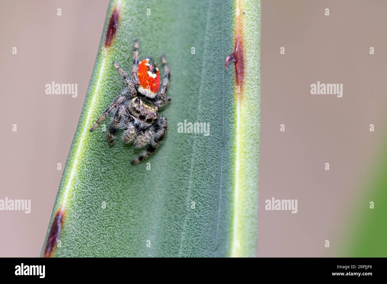 Johnson's Jumping Spider (Phidippus johnsoni Stock Photo Alamy
