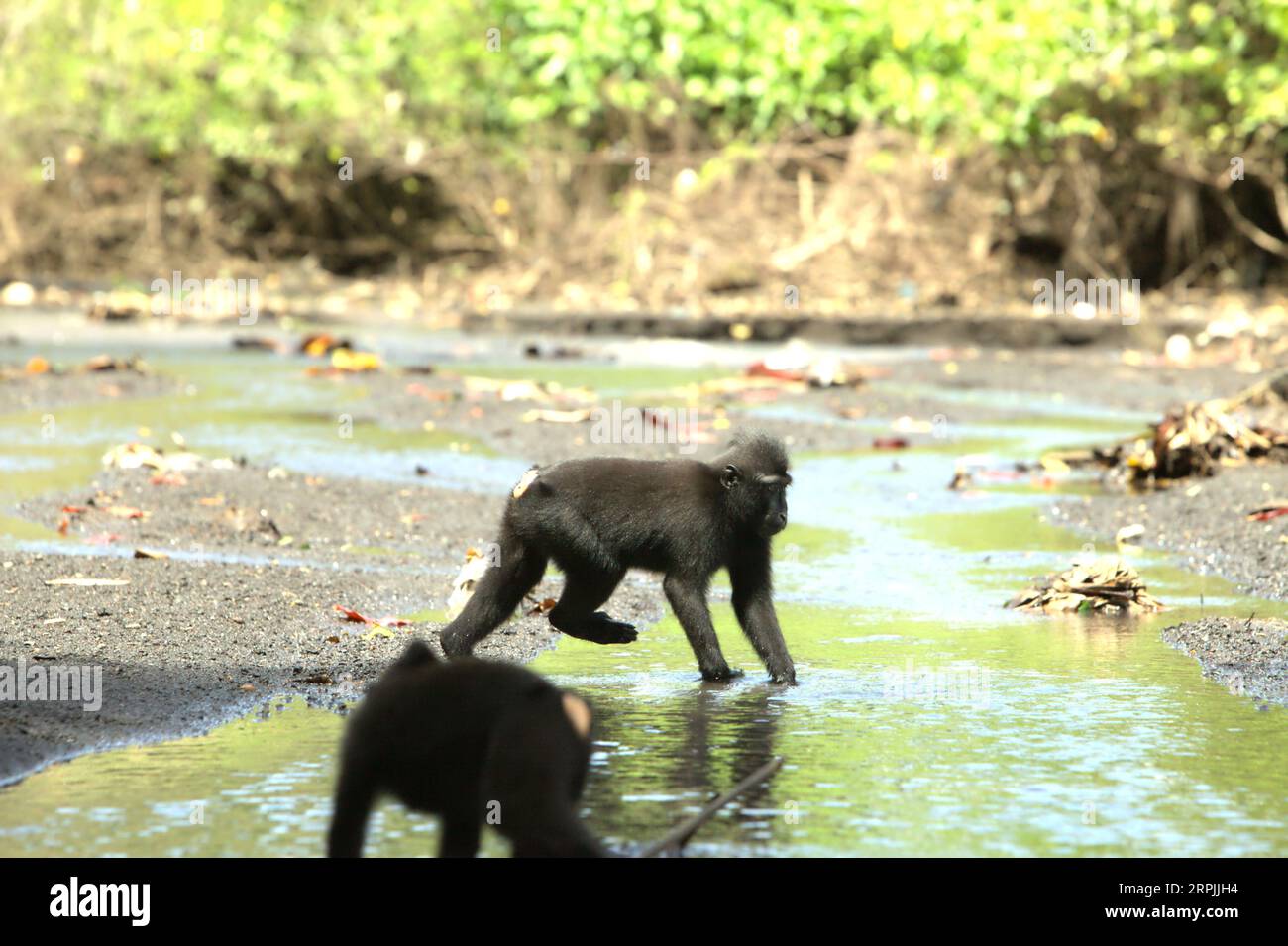 Crested macaques (Macaca nigra) are foraging on a stream close to a beach in Tangkoko forest, North Sulawesi, Indonesia. Climate change may reduce the habitat suitability of primate species, that could force them to move out of safe habitats and face more potential conflicts with human, scientists say. A recent report revealed that the temperature is increasing in Tangkoko forest, and the overall fruit abundance decreased, while at the same time crested macaque belongs to the 10% of primate species that are highly vulnerable to droughts. Stock Photo