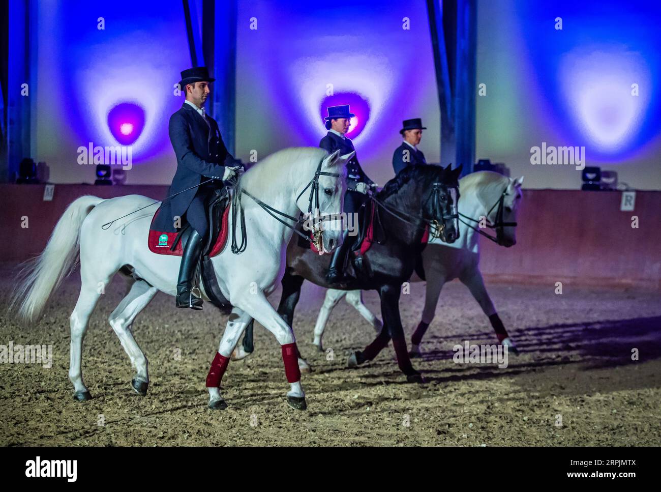 191215 -- DAKOVO, Dec. 15, 2019 -- Lipizzaner horses perform during the Lipizzaner Christmas Ball at State Stud Farm in Dakovo, eastern Croatia, Dec. 14, 2019. The Lipizzaner Christmas Ball is a Baroque musical-stage show with Lipizzaner horses. /Pixsell via Xinhua CROATIA-DAKOVO-LIPIZZANER CHRISTMAS BALL DavorxJavorovic PUBLICATIONxNOTxINxCHN Stock Photo