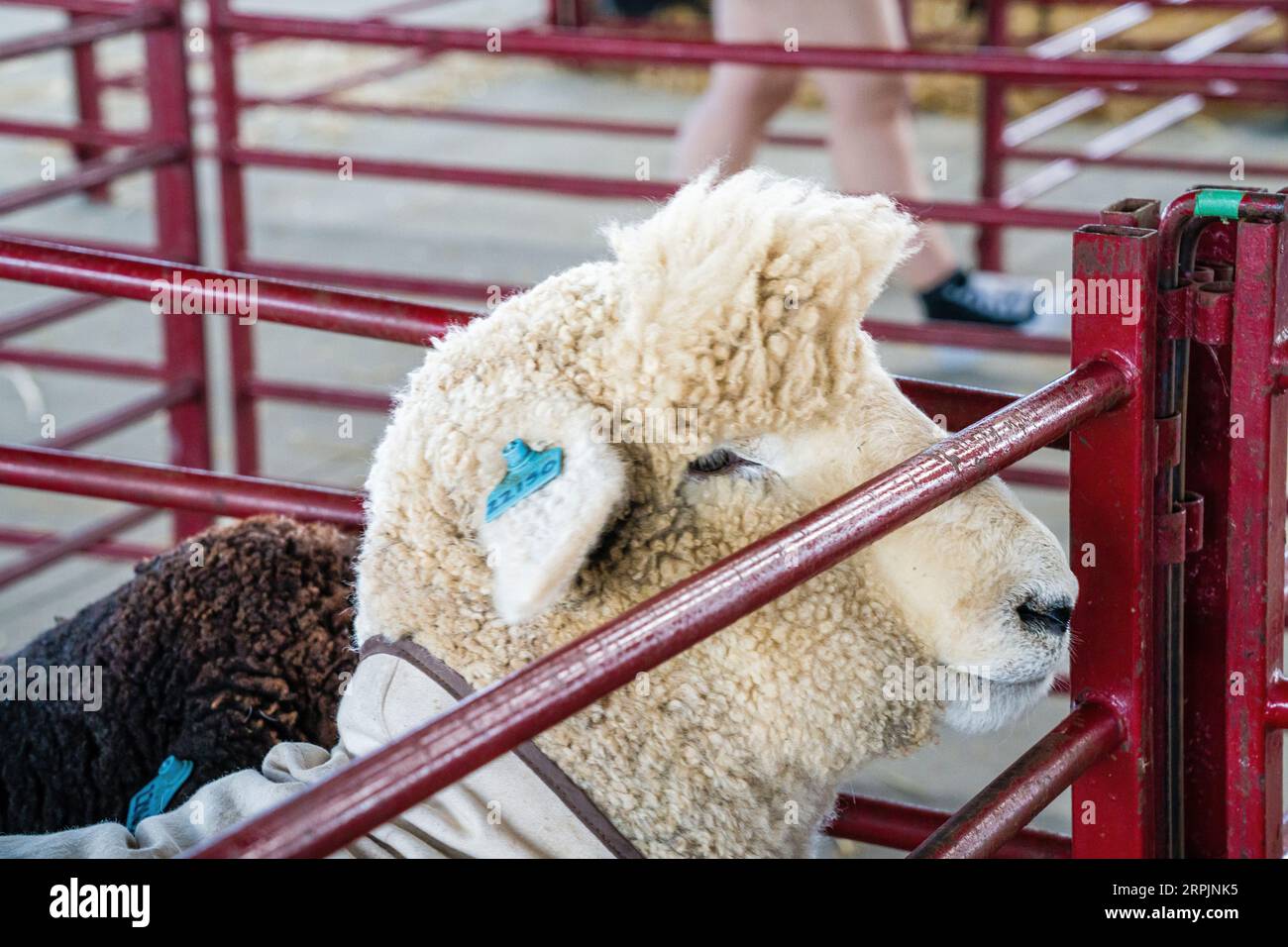 Sheep in Pens Woodstock Fair Woodstock, Connecticut, USA Stock Photo