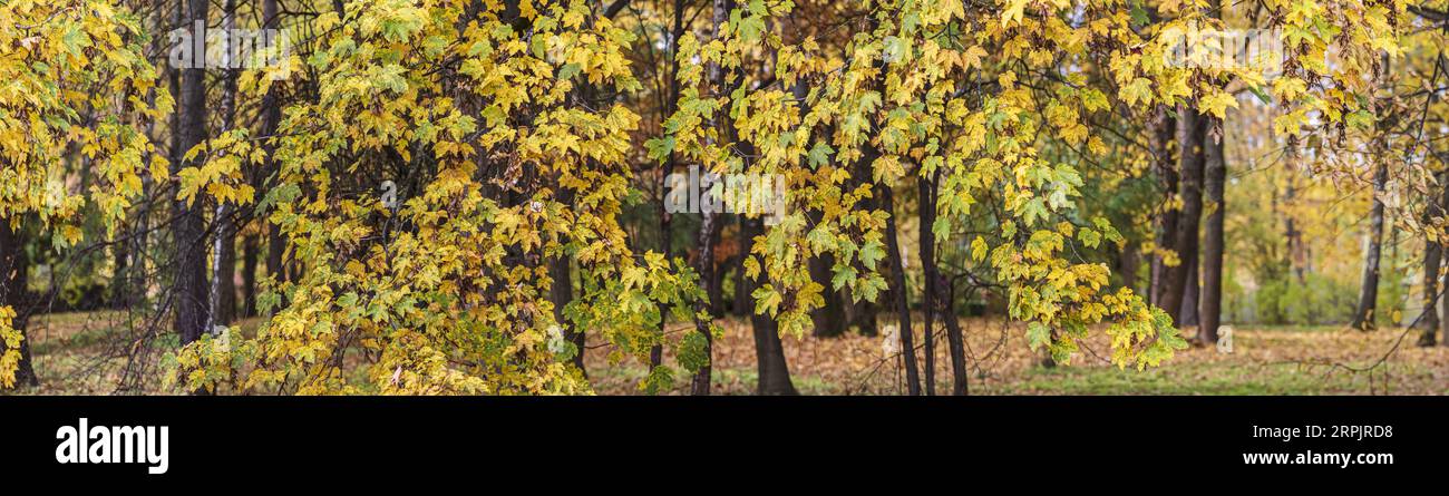 panoramic view of trees with colorful foliage in autumn park. natural season background. Stock Photo