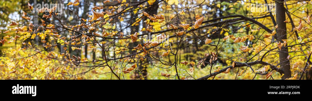 beautiful tree branches with orange dry leaves in autumnal forest. autumn panorama. Stock Photo