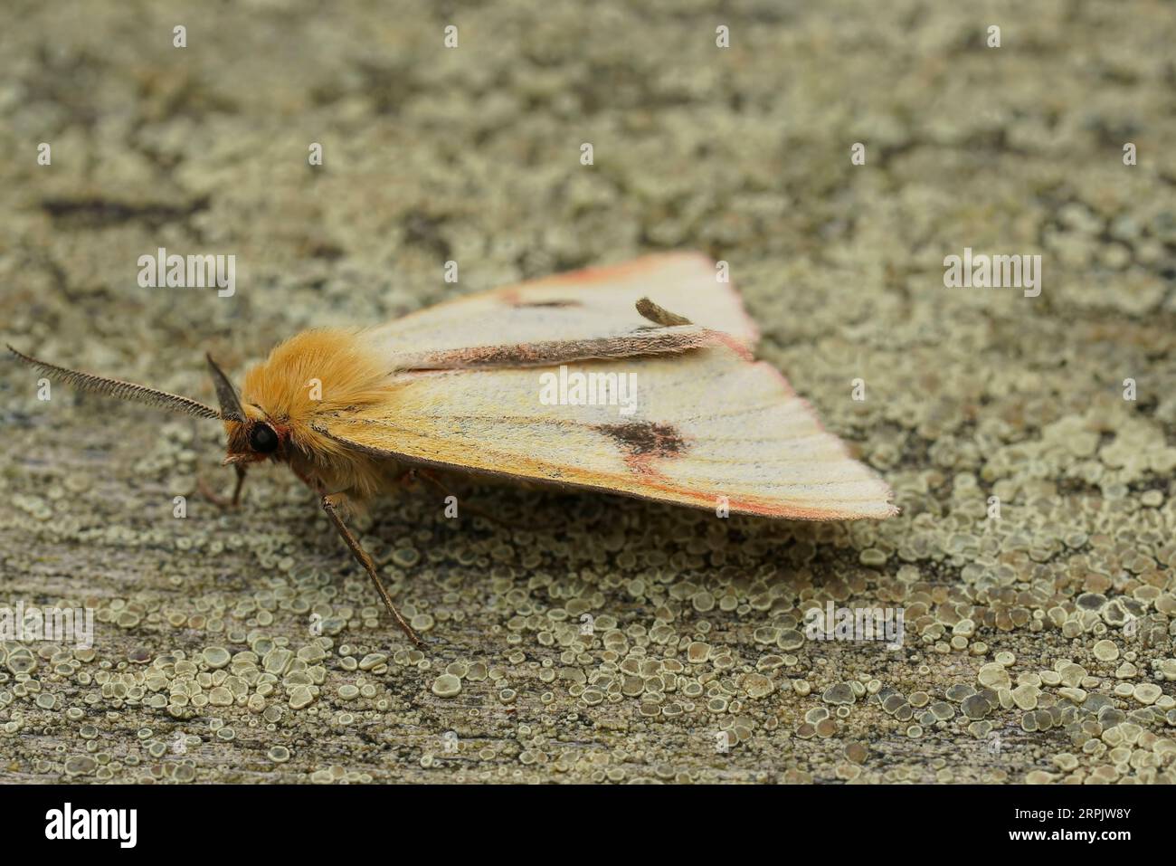 Natural closeup on the Clouded Buff moth, Diacrisia sannio, sitting on wood Stock Photo