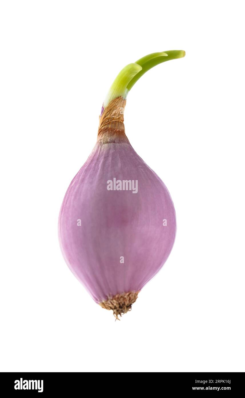 18,817 Purple Shallot Images, Stock Photos, 3D objects, & Vectors