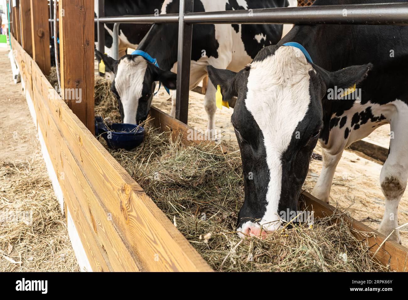 Healthy dairy cows feeding on fodder standing in row of stables in