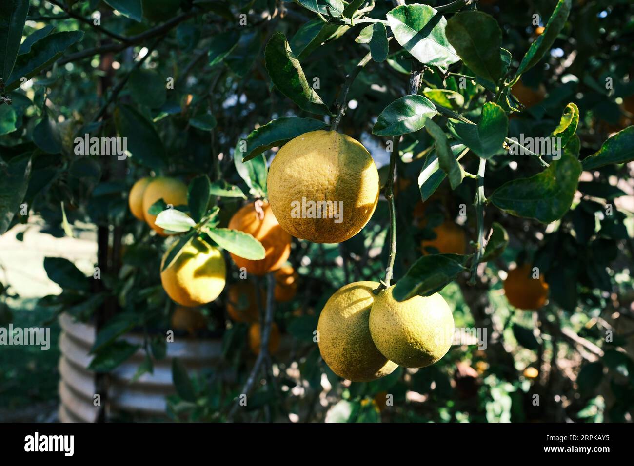 Lemons hanging from a tree Stock Photo