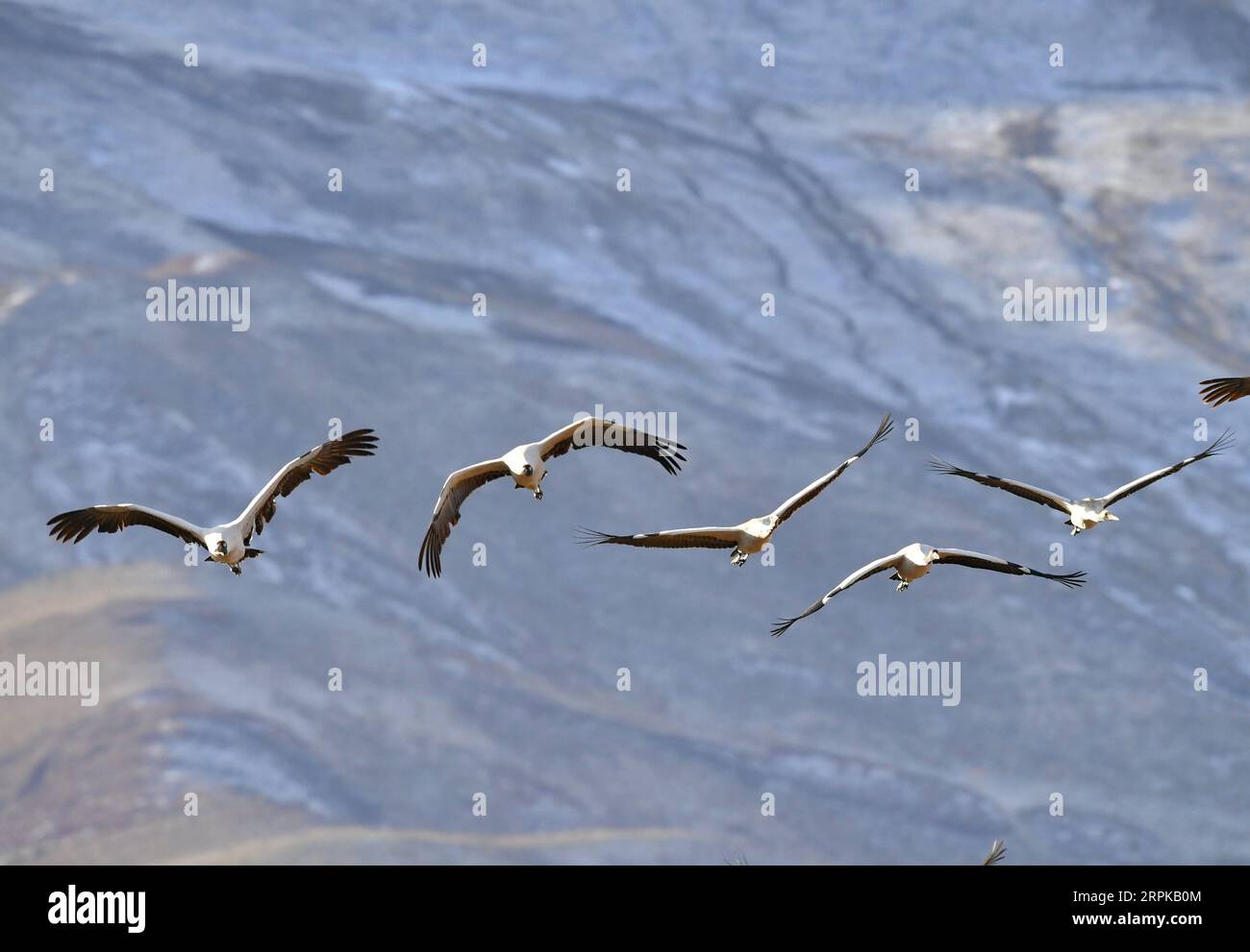 200105 -- LHASA, Jan. 5, 2020 -- Black-necked cranes fly at a natural reserve in Lhunzhub County, Lhasa, southwest China s Tibet Autonomous Region, on Jan. 5, 2020. With its favorable environment, Lhunzhub County and Dagze District have attracted migratory black-necked cranes in winter.  CHINA-LHASA-ECOLOGICAL PROTECTION-CRANES CN ZhangxRufeng PUBLICATIONxNOTxINxCHN Stock Photo
