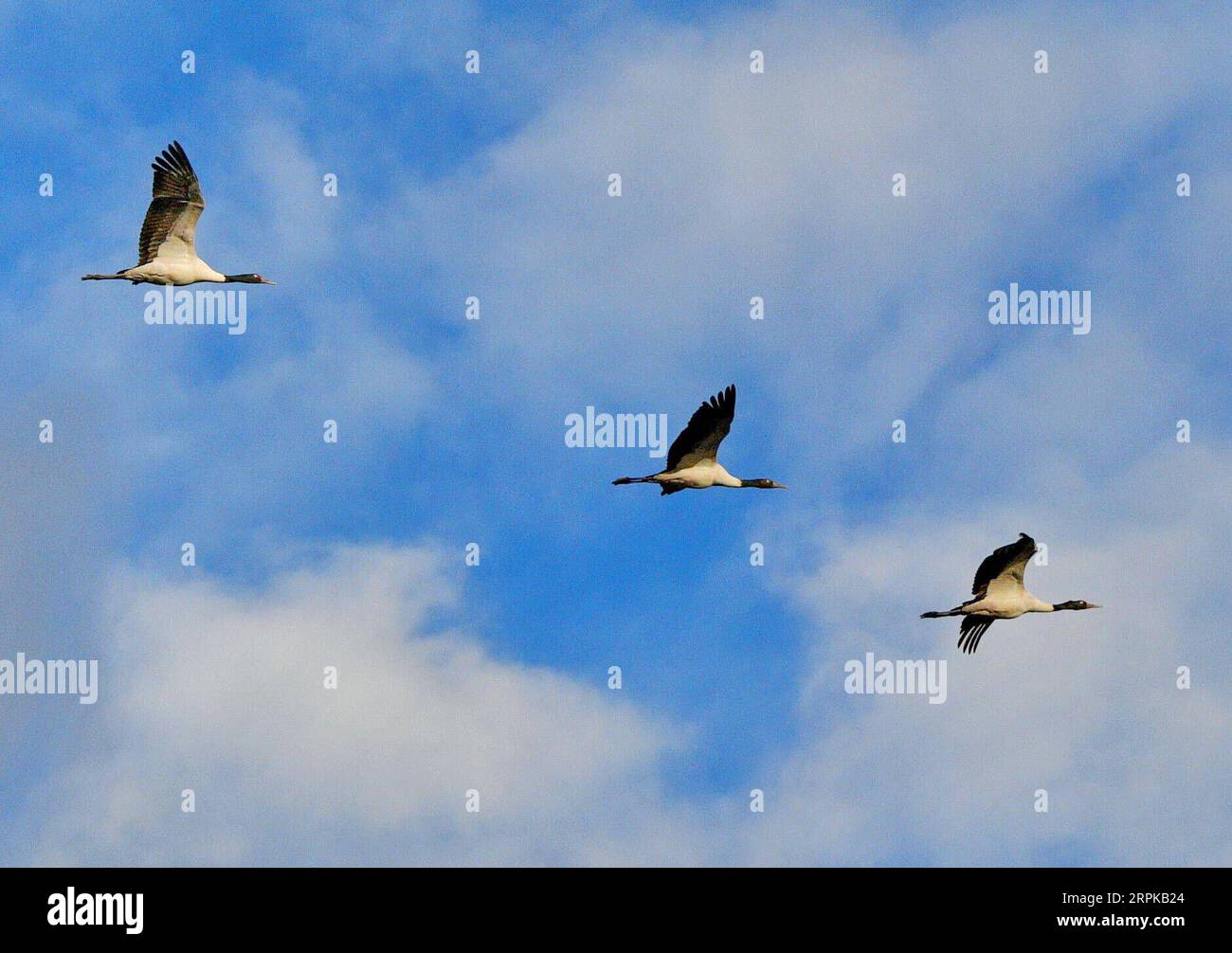 200105 -- LHASA, Jan. 5, 2020 -- Black-necked cranes fly at a natural reserve in Lhunzhub County, Lhasa, southwest China s Tibet Autonomous Region, on Jan. 5, 2020. With its favorable environment, Lhunzhub County and Dagze District have attracted migratory black-necked cranes in winter.  CHINA-LHASA-ECOLOGICAL PROTECTION-CRANES CN ZhangxRufeng PUBLICATIONxNOTxINxCHN Stock Photo