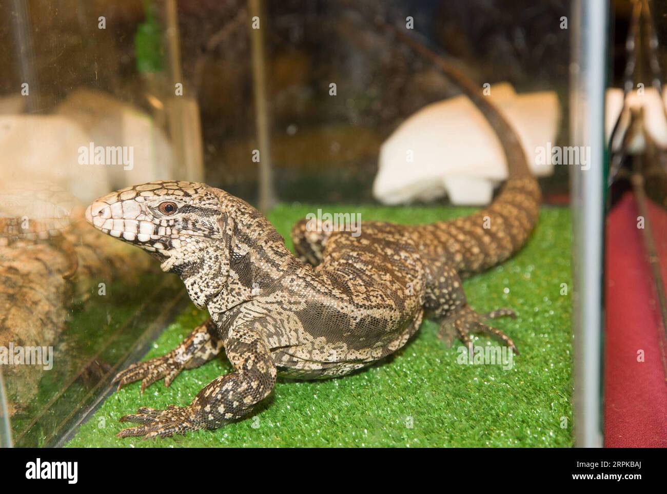 200106 HOUSTON, Jan. 6, 2020 Xinhua A lizard is seen at the