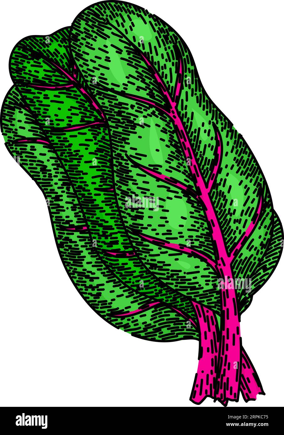swiss chard sketch hand drawn vector Stock Vector Image & Art Alamy