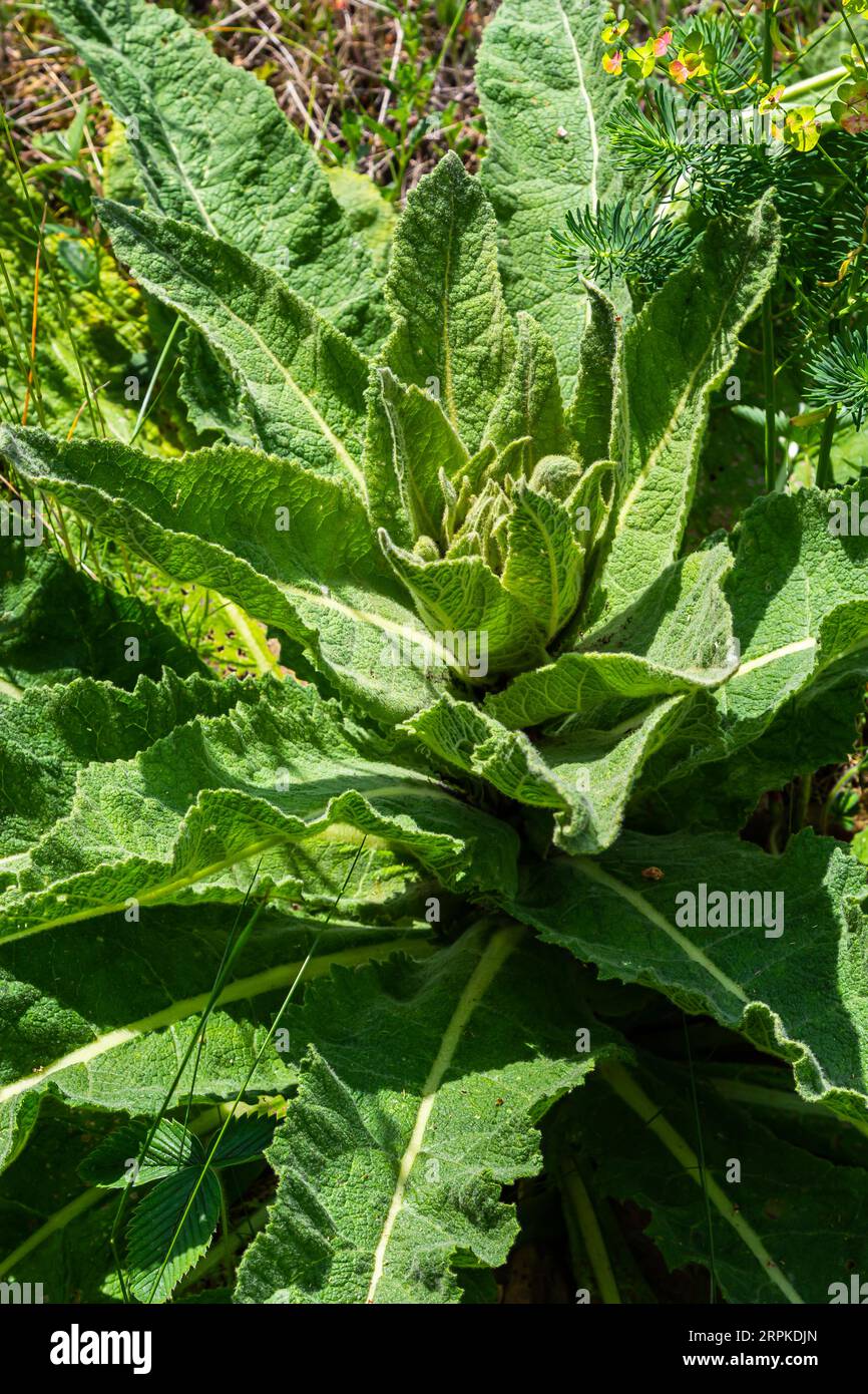 Close-up of hairy rosette with dew drops and fallen leaves of Verbascum thapsus large or common mullein in its first year of growth. Stock Photo