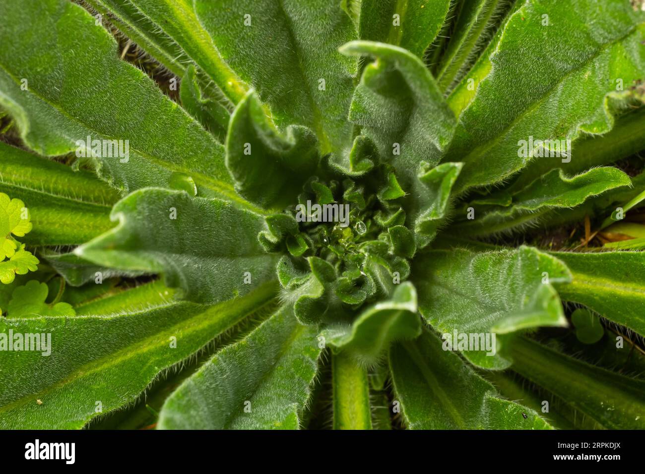 Close-up of hairy rosette with dew drops and fallen leaves of Verbascum thapsus large or common mullein in its first year of growth. Stock Photo