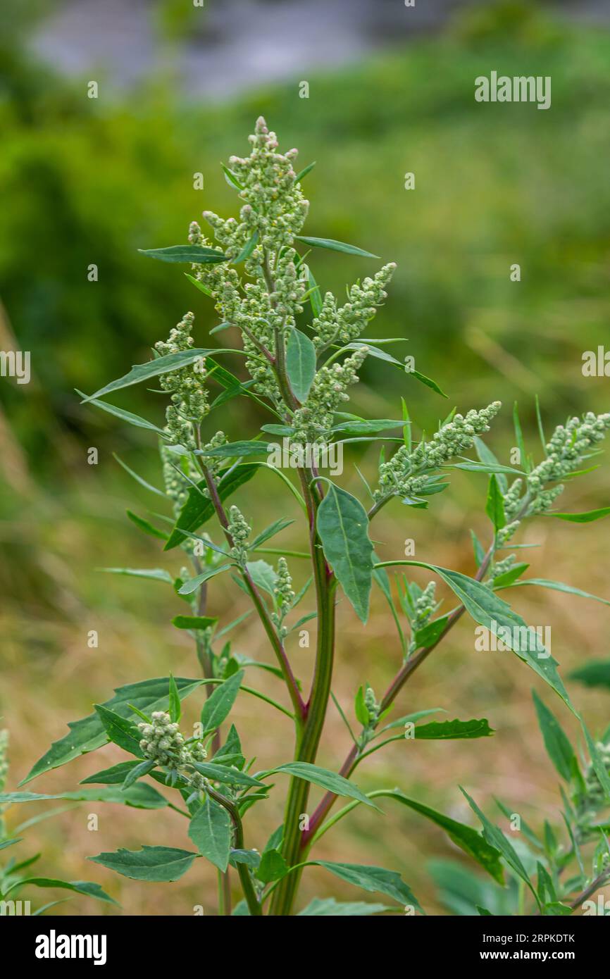 Chenopodium album, edible plant, common names include lamb's quarters, melde, goosefoot, white goosefoot, wild spinach, bathua and fat-hen. Stock Photo