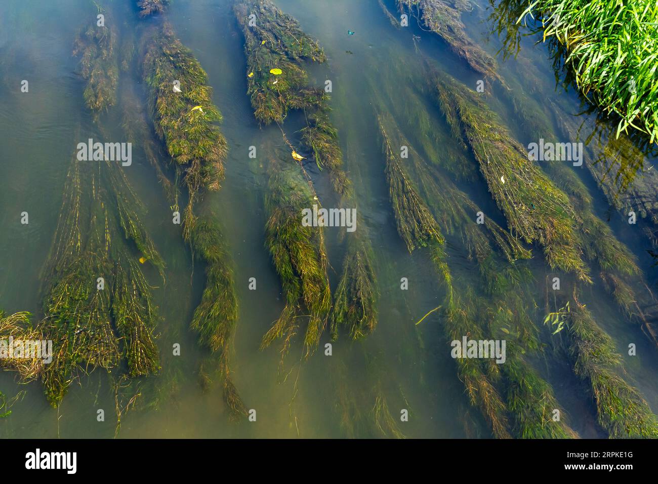 Water plants in the river - Pondweed - Potamogeton natans. Stock Photo