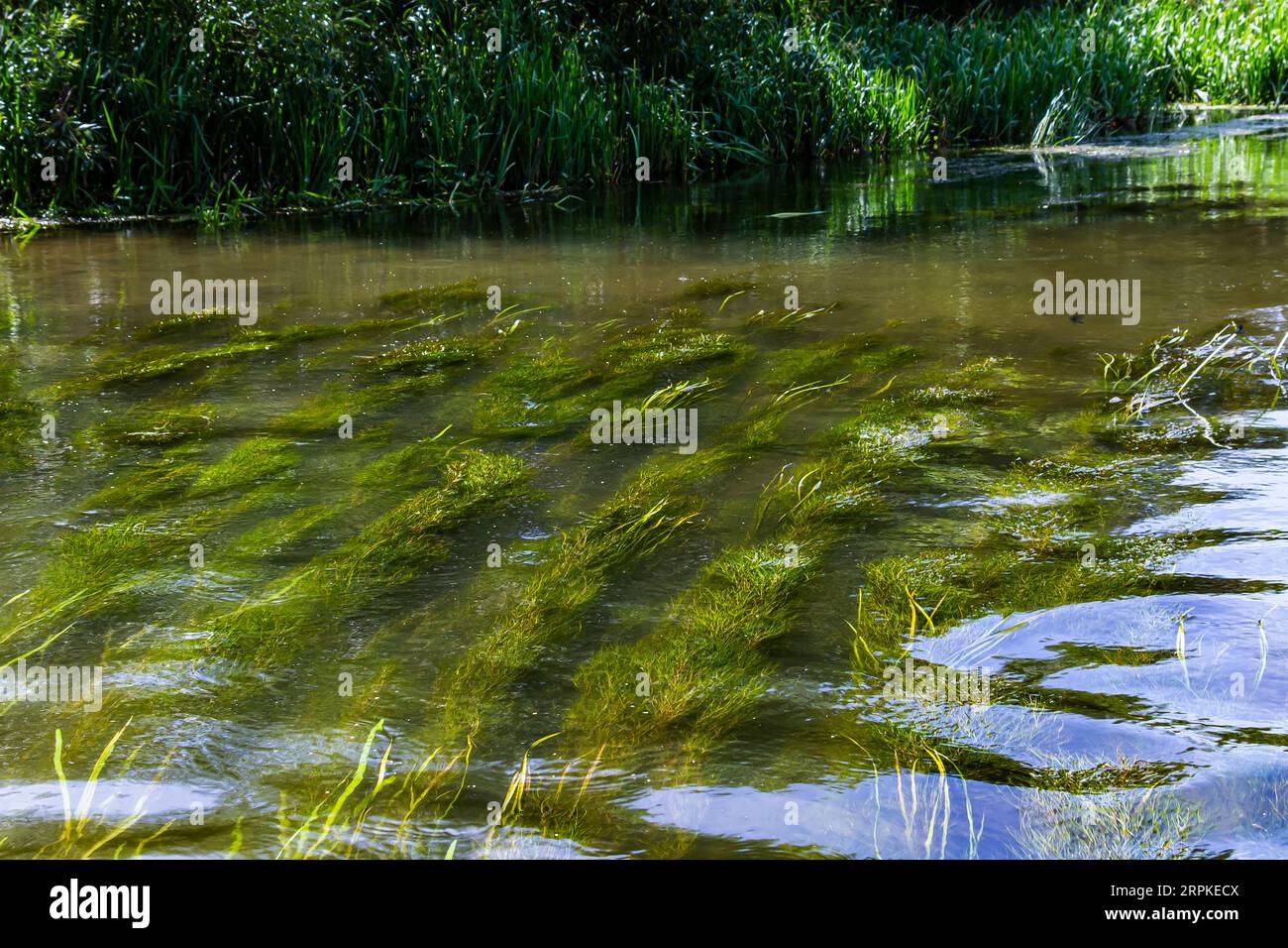 Water plants in the river - Pondweed - Potamogeton natans. Stock Photo