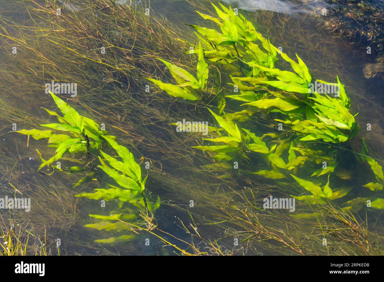Aquatic plants. Freshwater algae background. Photographer's shadow. Ecological concept. Blur under water. Stock Photo