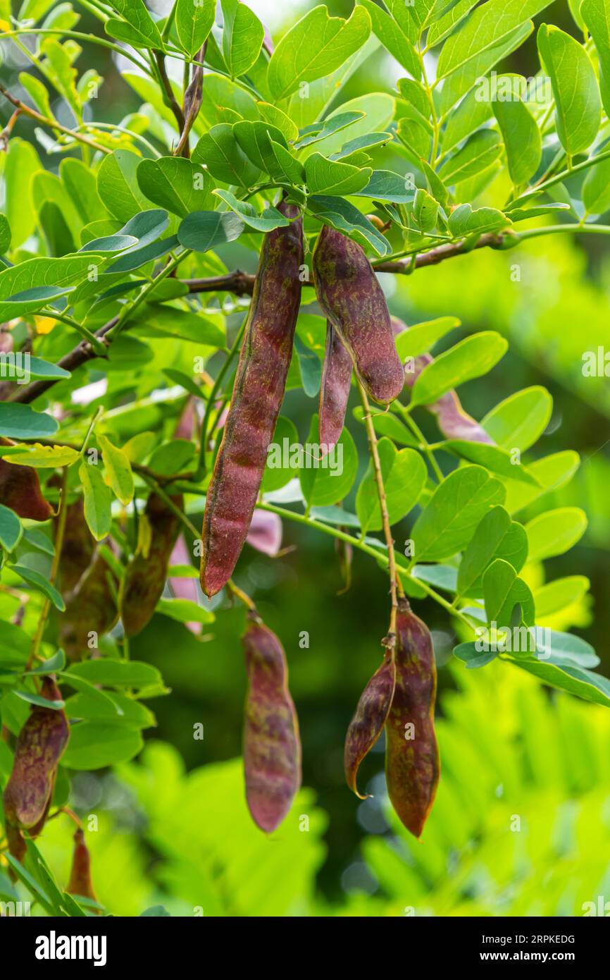 Robinia pseudoacacia, commonly known as black locust with seeds. Stock Photo
