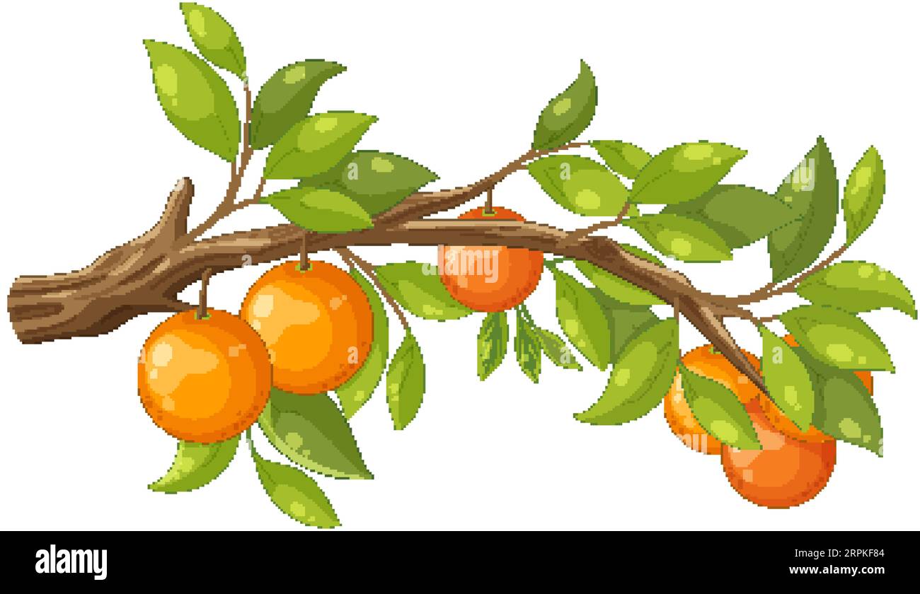 Vector cartoon illustration of an orange tree branch for colouring