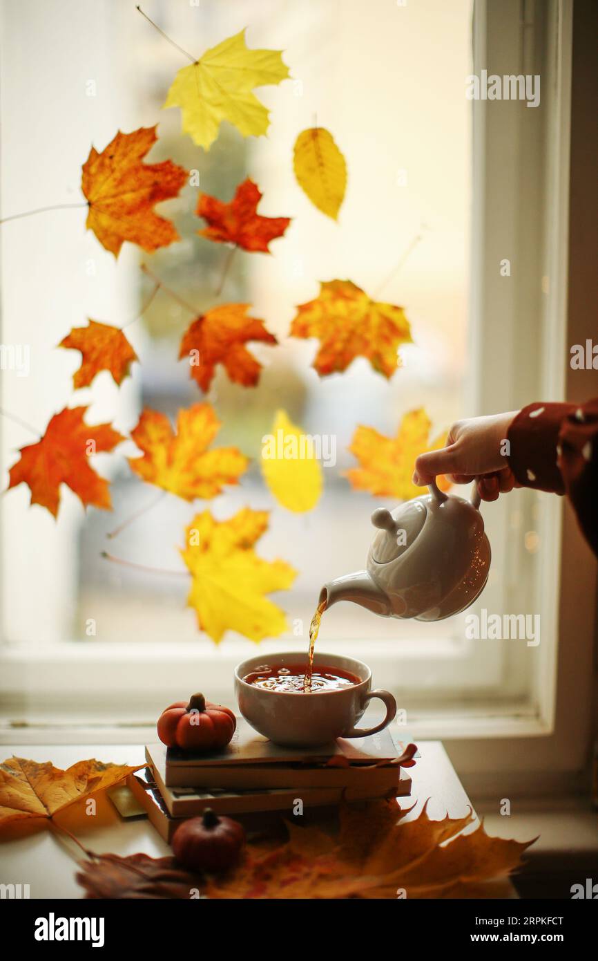 Autumn composition. Woman's hands pours tea in front of the window with ...
