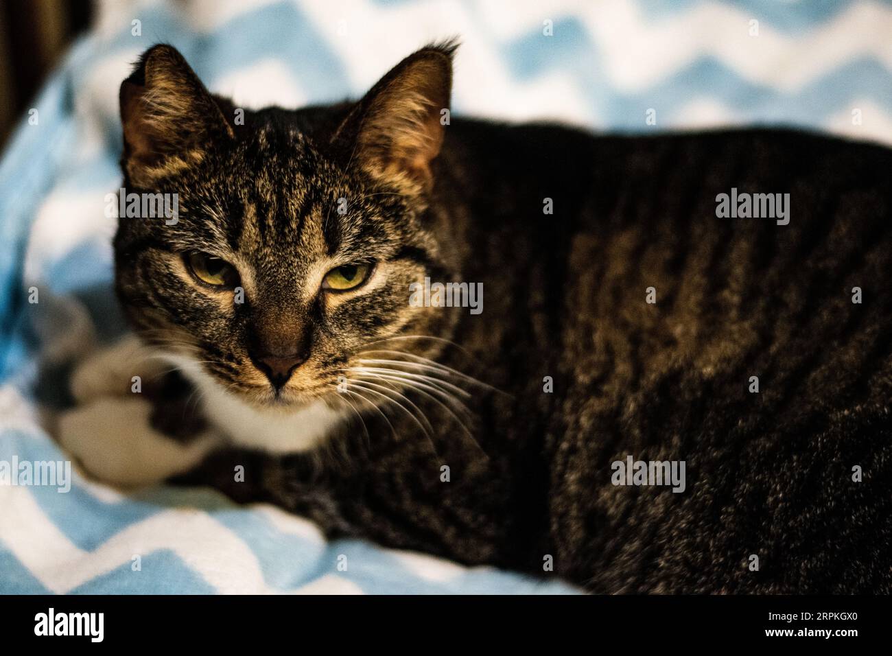 Curious Domestic Cat Relaxing on Cozy Bed Stock Photo