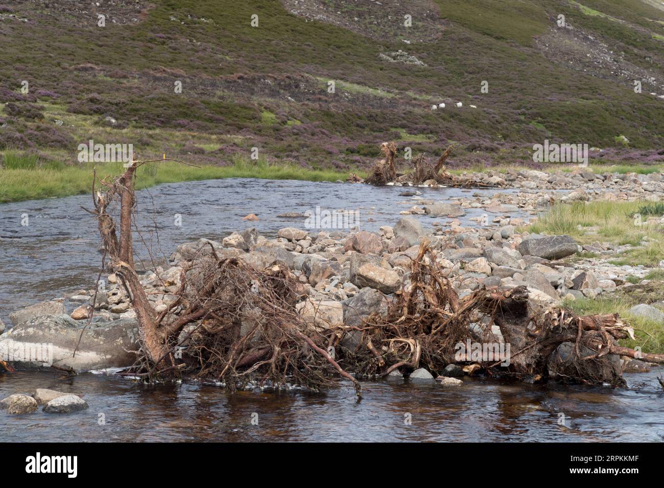 Creating natural barriers on the river clunie using trees and creating