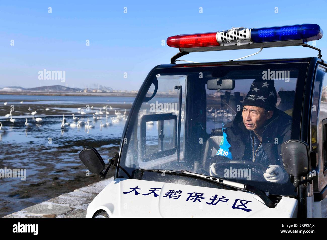 200114 -- RONGCHENG, Jan. 14, 2020 -- Liu Zhibin looks out of the window as he patrols at Swan Lake Managerial Station in the national nature reserve for whooper swans in Rongcheng City, east China s Shandong Province, Jan. 11, 2020. Come, come to eat Liu Zhibin and his wife Zhao Shuzhi called whooper swans while blowing their whistles. Every year from November to March of the following year, these whooper swans fly from Siberia to Rongcheng City, east China s Shandong Province, to spend the winter. After retiring in 2015, the Lius came to Rongcheng City from Qiqihar City, northeast China s He Stock Photo