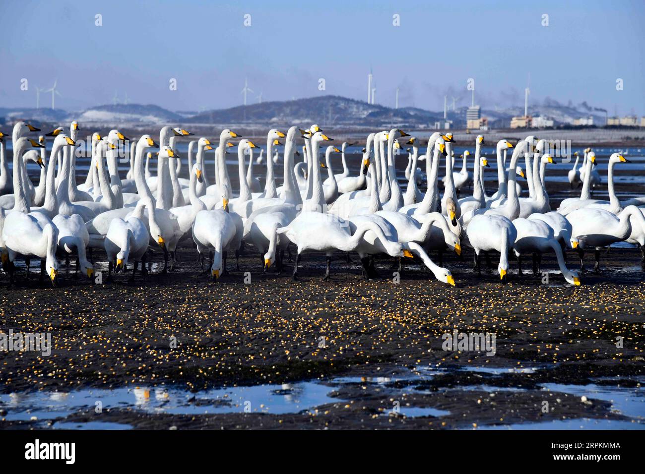 200114 -- RONGCHENG, Jan. 14, 2020 -- Whooper swans are fed with corns at Swan Lake Managerial Station in the national nature reserve for whooper swans in Rongcheng City, east China s Shandong Province, Jan. 11, 2020. Come, come to eat Liu Zhibin and his wife Zhao Shuzhi called whooper swans while blowing their whistles. Every year from November to March of the following year, these whooper swans fly from Siberia to Rongcheng City, east China s Shandong Province, to spend the winter. After retiring in 2015, the Lius came to Rongcheng City from Qiqihar City, northeast China s Heilongjiang Provi Stock Photo