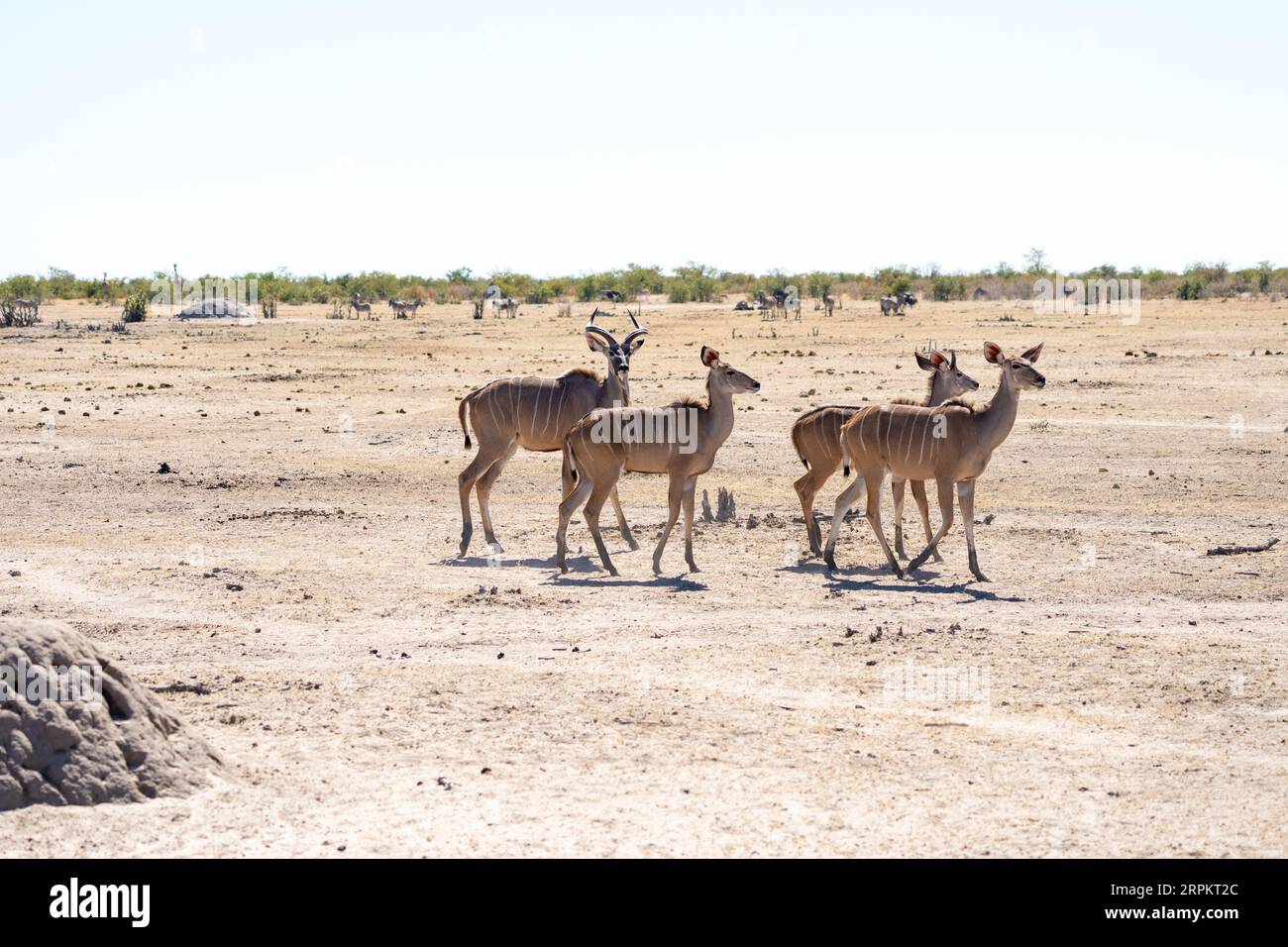 Greater kudu Stock Photo